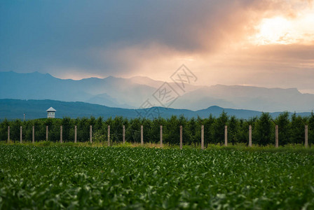 青玉米田农场在山日图片