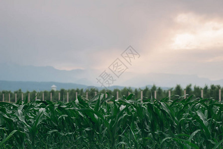 详细了解田野上种植的与山地景观相反的尚未成图片