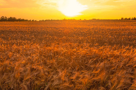 黄昏下的干麦田炎热的干旱条件立陶宛图片