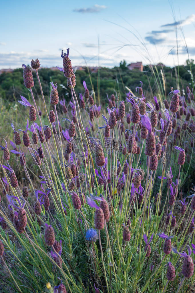 夏季薰衣草花枝图片