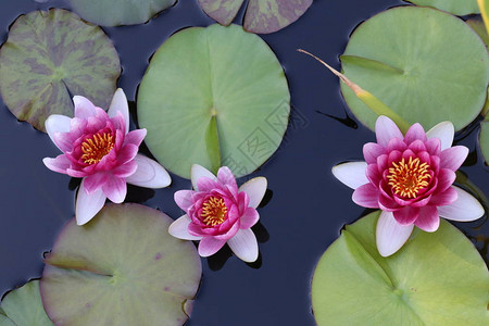 花园池塘里美丽的睡莲花图片