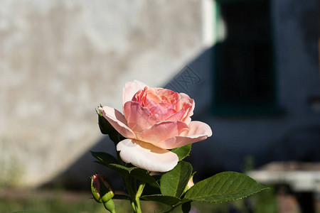 清晨美丽的粉红玫瑰花瓣在旧房子图片