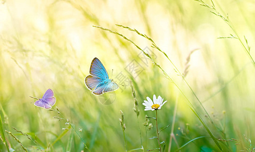 有阳光和飞舞的蝴蝶的草甸花野生洋甘菊花在阳光明媚的日子在草地图片