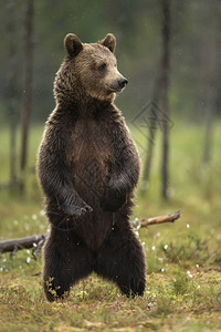 欧亚棕熊Ursusarctosarctos的近邻图片