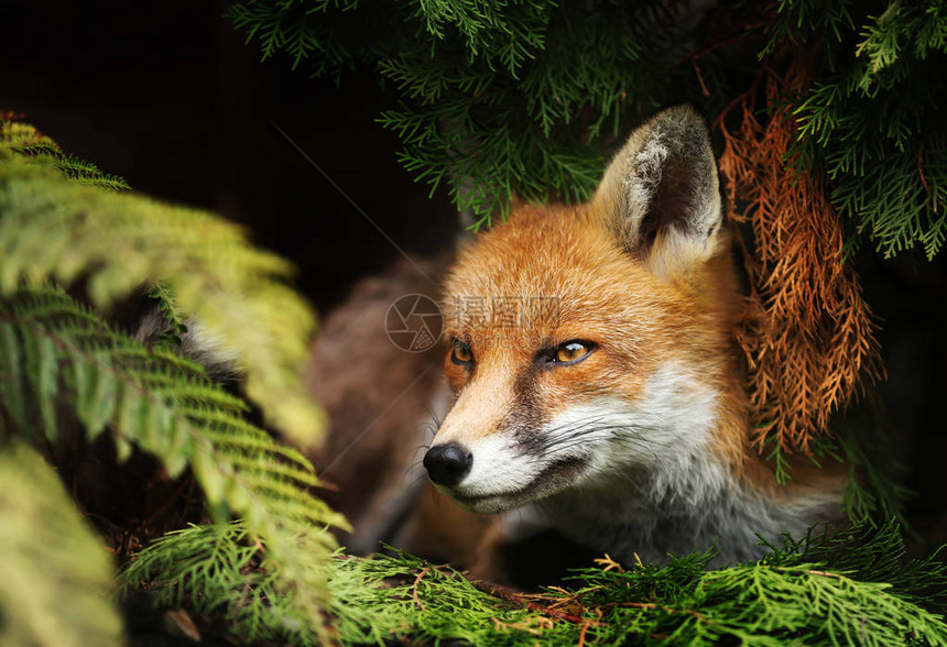一只红狐狸的近身躺图片