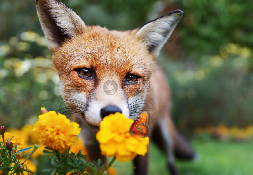 关闭一只红狐狸看着蝴蝶英国图片