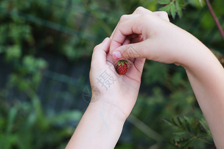 采摘成熟的草莓草莓在孩子的手中图片