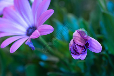 单张展开的紫罗兰斗篷雏菊花背景图片
