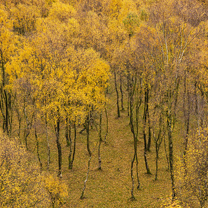 在英格兰峰区上帕德利峡谷的秋瀑布风景中以金叶为金叶图片