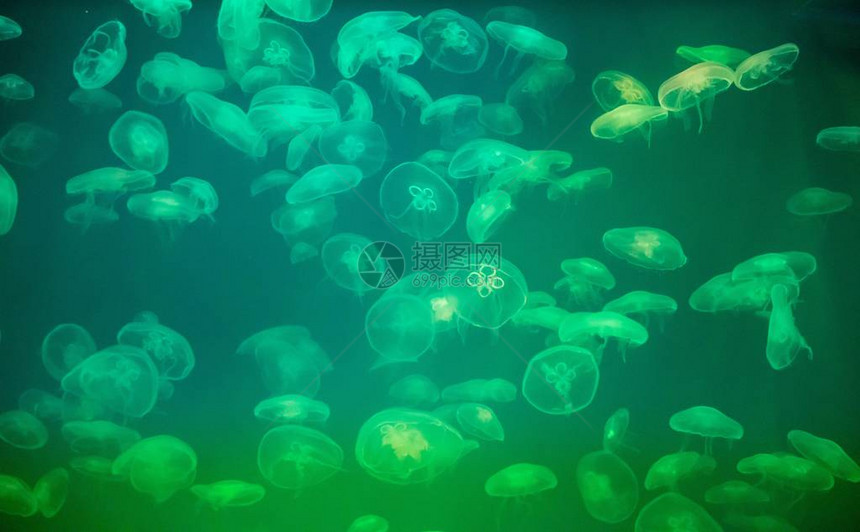 水族馆里的Jellyfish图片
