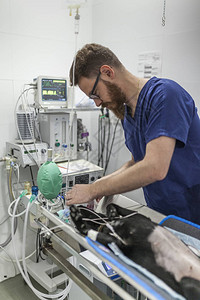 兽医在兽医诊所开始手术前先插管一个狗病人图片