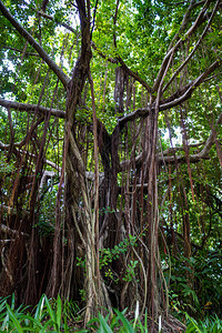 热带树完全长满了根和藤蔓图片