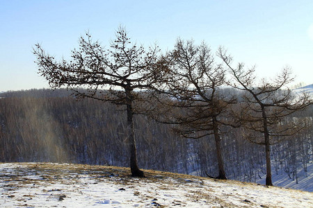 寒冬的树木图片