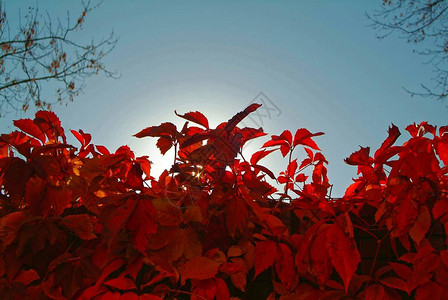 秋天树篱的鲜艳的红叶俄罗斯图片