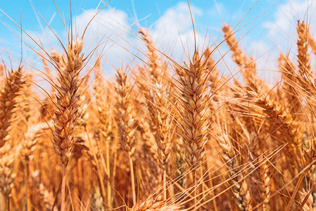 金麦田低角观成熟的谷物作成熟图片