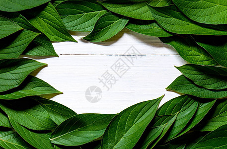 白色木质背景的绿叶框架图片