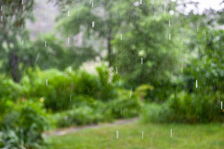 下雨模糊的花园背景图片