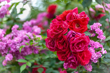 粉红玫瑰和红玫瑰的灌木彼此亲近图片