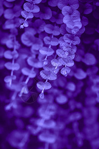 美丽的梦幻般的魔法色调紫外线紫叶子软选择焦点文本的复制空间纹理自然图片