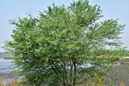 印度的阿拉伯树胶或巴布尔树图片
