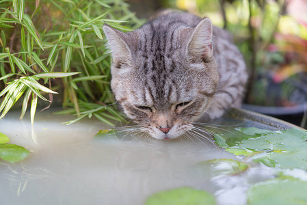 可爱的猫美丽的黄色眼睛饮用来自花园莲图片