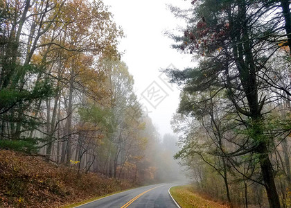 深秋时分蜿蜒穿过森林的道路图片