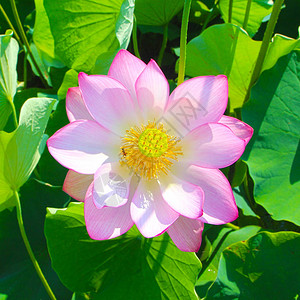 Haman的Lotus主题公园南图片