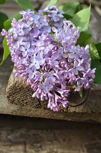 紫色丁香花束明亮多彩的丁香花图片