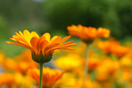含模糊草原背景的花朵Calendulaofficinal图片