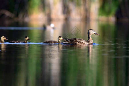 可爱的鸭子家庭自然背景鸟类高清图片