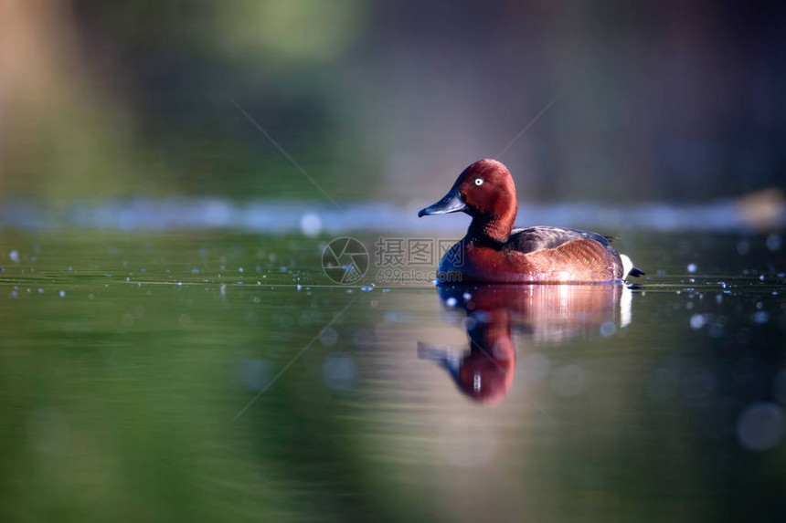 游泳鸭天然湖栖息地背景鸟类图片