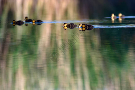 鸭子家庭可爱的鸭子自然水栖息地背景鸟类图片