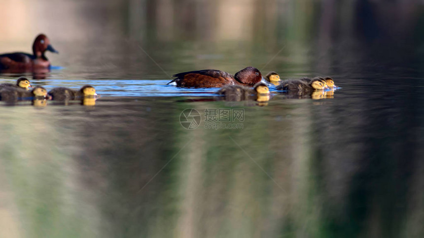 鸭子家庭可爱的鸭子自然水栖息地背景鸟类图片