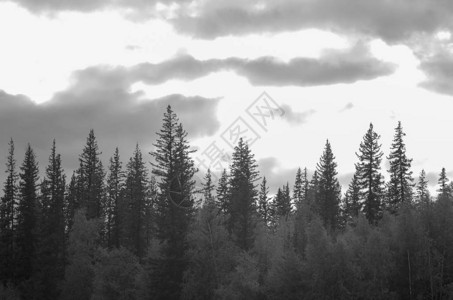 云背景下针叶林中云杉树顶的黑白照片图片