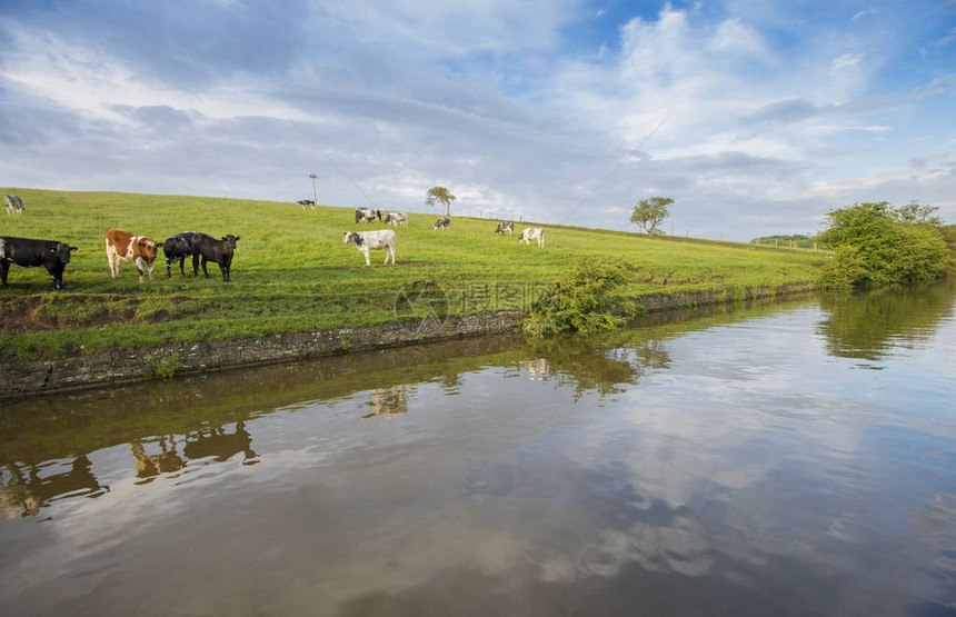 英国乡村风景与弗里斯兰家养牛群在水道运河岸边反射的景观图片