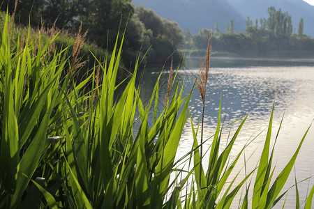 清晨湖面上的绿芦苇图片