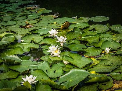 莲花或水百合白花图片