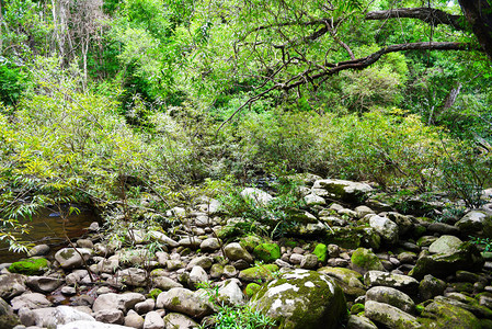 野生热带森林中岩石和绿色苔藓的雨林丛山河溪流瀑布图片