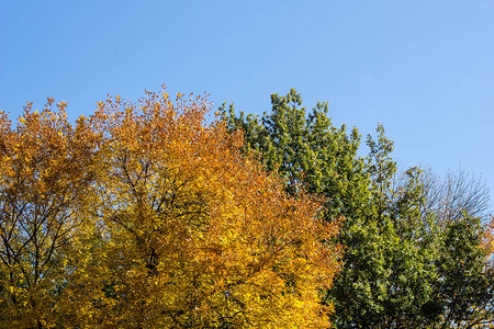 秋树对抗蓝天黄秋叶在奥斯托伯图片