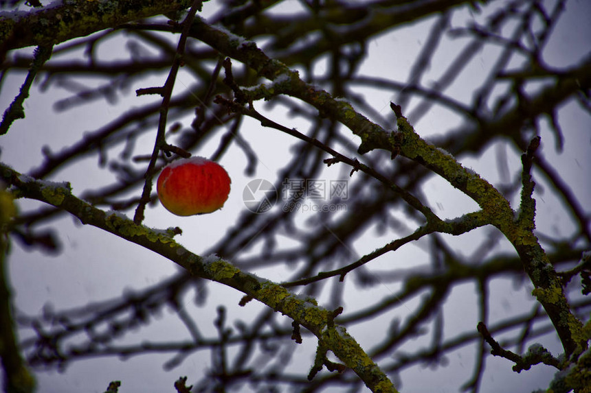 寒冷的冬苹果冬天自然雪图片