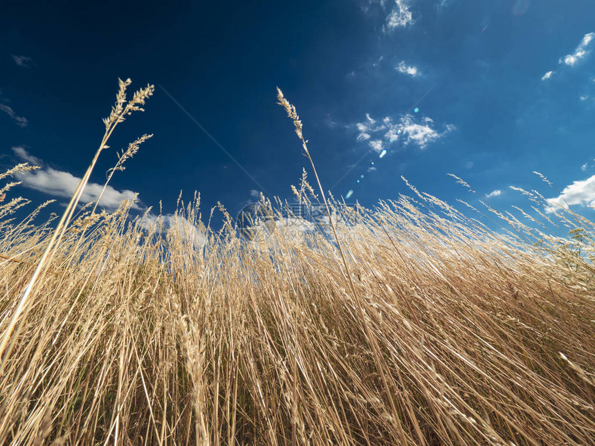 干草和蓝天的领域图片