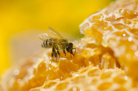 蜜蜂在蜜细胞上工作关闭蜂蜜在图片