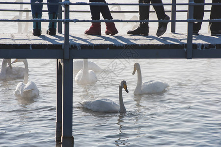 码头上的人们观看和喂养在不结冰的冬季湖中游泳的美丽的白天鹅图片