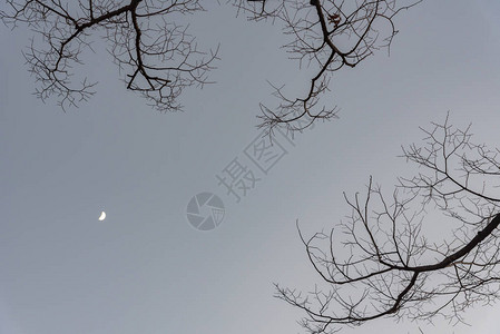 从下面查看干树枝的剪影与夜灰色的天空和半月在背景上在夜间的背景图片