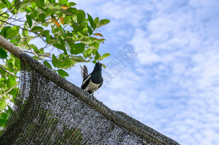 东方马皮蜂小鸟在屋顶的木头上捕图片