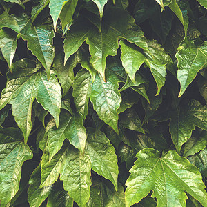 天然背景和壁纸新鲜绿色树叶图片