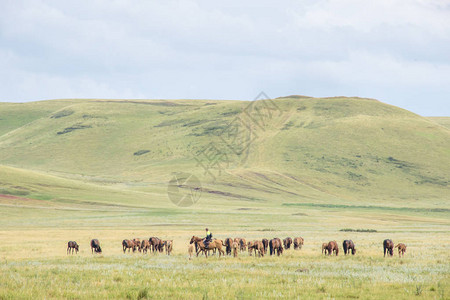 马群和牧羊人一起骑在绿草地上养马场的牧场有野马和小图片
