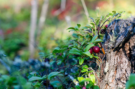 Juicymaroon浆果红莓在苔原的秋天森林背景上望出图片