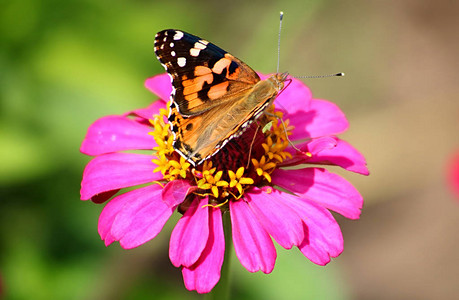 花朵上的蝴蝶在花园的图片