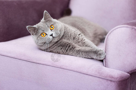 躺在沙发上的苏格兰短毛猫图片